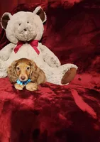 CHURRO, a male Miniature Dachshund for sale in Polk City, FL – Photo 4 of 10