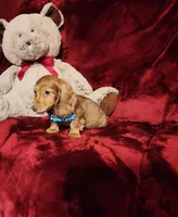 CHURRO, a male Miniature Dachshund for sale in Polk City, FL – Photo 10 of 10