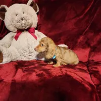 CHURRO, a male Miniature Dachshund for sale in Polk City, FL – Photo 6 of 10