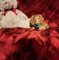 CHURRO, a male Miniature Dachshund for sale in Polk City, FL – Photo 8 of 10