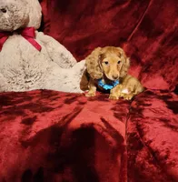 CHURRO, a male Miniature Dachshund for sale in Polk City, FL – Photo 5 of 10