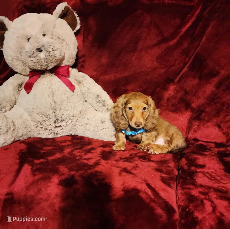 CHURRO – Miniature Dachshund puppy for sale in Polk City, FL