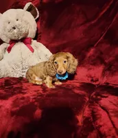 CHURRO, a male Miniature Dachshund for sale in Polk City, FL – Photo 7 of 10