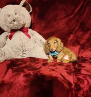 CHURRO, a male Miniature Dachshund for sale in Polk City, FL – Photo 9 of 10