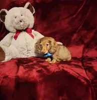 CHURRO, a male Miniature Dachshund for sale in Polk City, FL – Photo 3 of 10