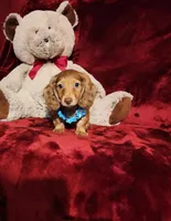 CHURRO, a male Miniature Dachshund for sale in Polk City, FL – Photo 2 of 10