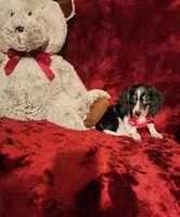 JOSIE, a female Miniature Dachshund for sale in Polk City, FL – 10 of 10