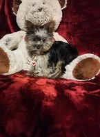 LUNA, a female Yorkshire Terrier for sale in Polk City, FL – Photo 10 of 10