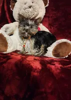 LUNA, a female Yorkshire Terrier for sale in Polk City, FL – Photo 6 of 10
