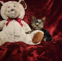 LUNA, a female Yorkshire Terrier for sale in Polk City, FL – Photo 2 of 10