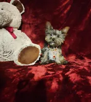 LUNA, a female Yorkshire Terrier for sale in Polk City, FL – Photo 5 of 10