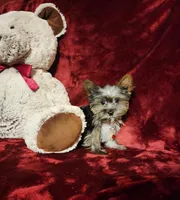 LUNA, a female Yorkshire Terrier for sale in Polk City, FL – Photo 7 of 10