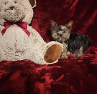 LUNA, a female Yorkshire Terrier for sale in Polk City, FL – Photo 8 of 10