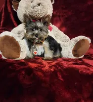 LUNA, a female Yorkshire Terrier for sale in Polk City, FL – Photo 4 of 10