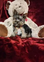 LUNA, a female Yorkshire Terrier for sale in Polk City, FL – Photo 9 of 10