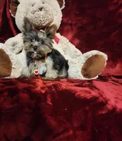 LUNA, a female Yorkshire Terrier for sale in Polk City, FL – Photo 1 of 10
