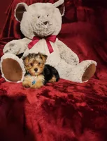 LOKI, a male Yorkshire Terrier for sale in Polk City, FL – 3 of 10