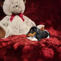 MAVERICK, a male Miniature Dachshund for sale in Polk City, FL – 10 of 10
