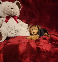 ZOE, a female Yorkshire Terrier for sale in Polk City, FL – 2 of 10