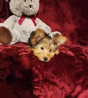 ZOE, a female Yorkshire Terrier for sale in Polk City, FL – 8 of 10