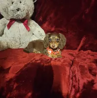 PUDDIN, a female Miniature Dachshund for sale in Polk City, FL – 5 of 10