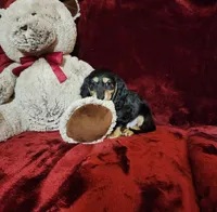 JASPER, a male Miniature Dachshund for sale in Polk City, FL – Photo 6 of 10