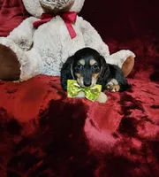 JASPER, a male Miniature Dachshund for sale in Polk City, FL – Photo 8 of 10