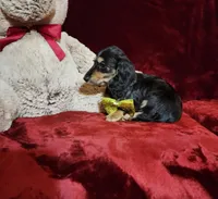 JASPER, a male Miniature Dachshund for sale in Polk City, FL – Photo 5 of 10