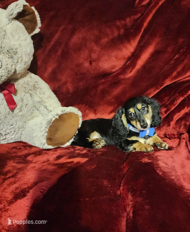 JASPER – Miniature Dachshund puppy for sale in Polk City, FL