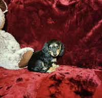 JASPER, a male Miniature Dachshund for sale in Polk City, FL – Photo 2 of 10