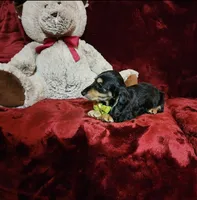 JASPER, a male Miniature Dachshund for sale in Polk City, FL – Photo 10 of 10