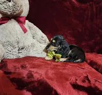 JASPER, a male Miniature Dachshund for sale in Polk City, FL – Photo 4 of 10