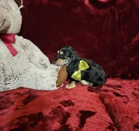JASPER, a male Miniature Dachshund for sale in Polk City, FL – Photo 9 of 10