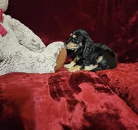 JASPER, a male Miniature Dachshund for sale in Polk City, FL – Photo 3 of 10