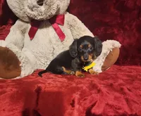 INDY, a female Miniature Dachshund for sale in Polk City, FL – Photo 2 of 10