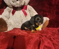 INDY, a female Miniature Dachshund for sale in Polk City, FL – Photo 7 of 10