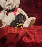 INDY, a female Miniature Dachshund for sale in Polk City, FL – Photo 3 of 10