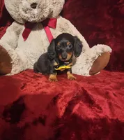 INDY, a female Miniature Dachshund for sale in Polk City, FL – Photo 9 of 10