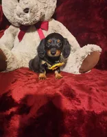 INDY, a female Miniature Dachshund for sale in Polk City, FL – Photo 5 of 10