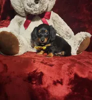 INDY, a female Miniature Dachshund for sale in Polk City, FL – Photo 4 of 10