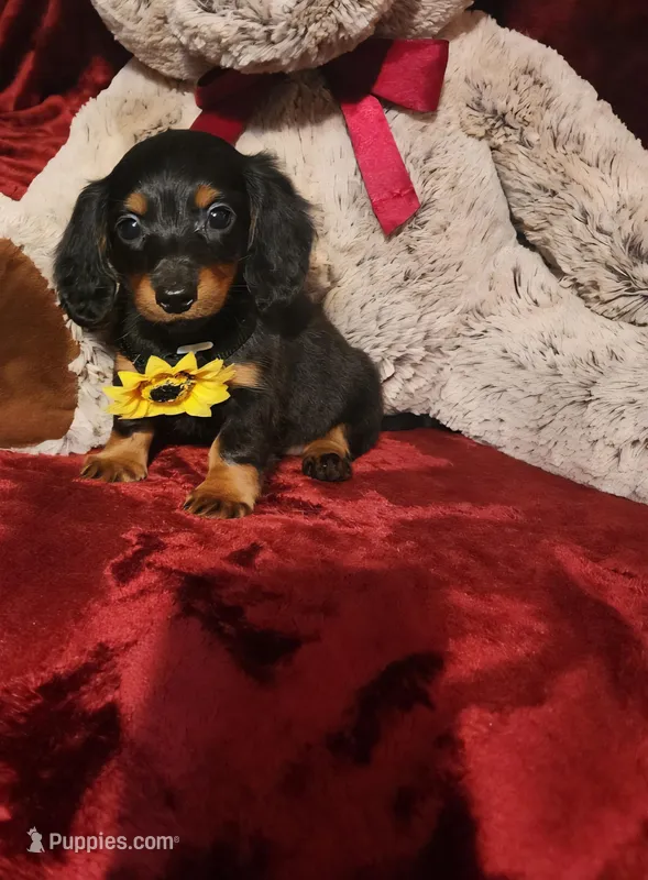 INDY, a female Miniature Dachshund for sale in Polk City, FL – Photo 1 of 10