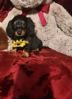 INDY, a female Miniature Dachshund for sale in Polk City, FL – Photo 1 of 10