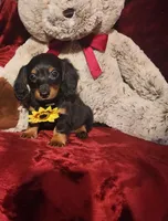 INDY, a female Miniature Dachshund for sale in Polk City, FL – Photo 6 of 10