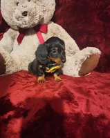 INDY, a female Miniature Dachshund for sale in Polk City, FL – Photo 8 of 10