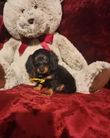 INDY, a female Miniature Dachshund for sale in Polk City, FL – Photo 10 of 10