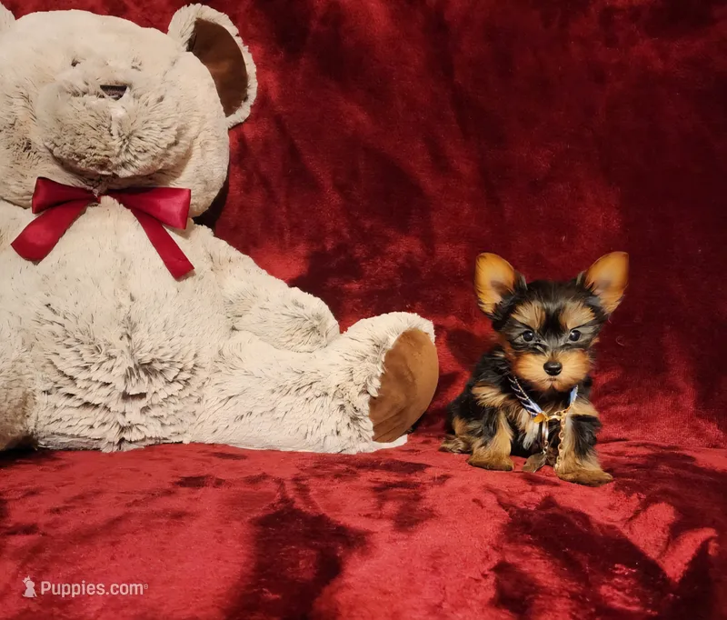PEE WEE – Yorkshire Terrier puppy for sale in Polk City, FL