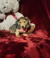 HONEY, a female Miniature Dachshund for sale in Polk City, FL – 8 of 10