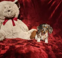 SILVIE, a female Miniature Dachshund for sale in Polk City, FL – 2 of 10