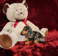 DOLLY, a female Miniature Dachshund for sale in Polk City, FL – 7 of 10