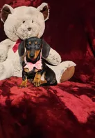 STELLA, a female Miniature Dachshund for sale in Polk City, FL – 8 of 10